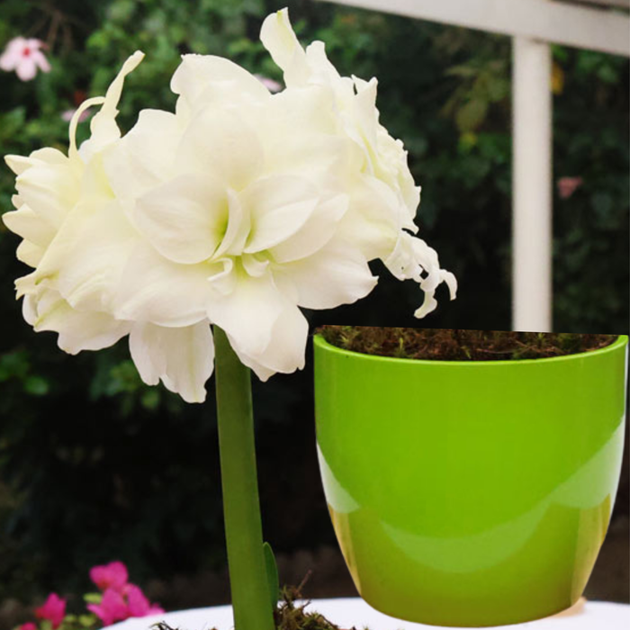 Potted Hippeastrum (amaryllis) - Choose Your Festive Colour Combo