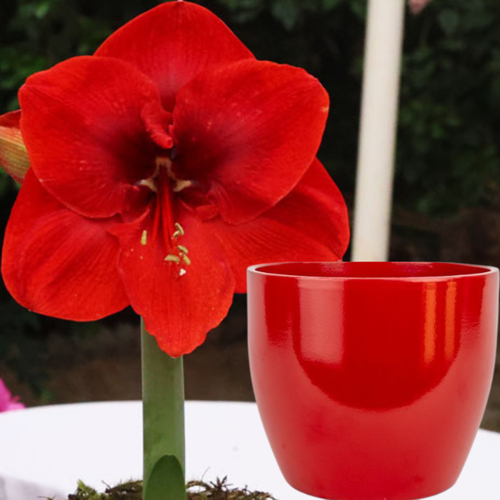 Potted Hippeastrum (amaryllis) - Choose Your Festive Colour Combo