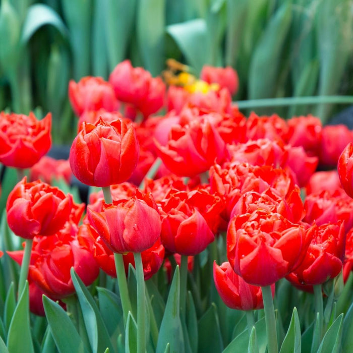 Cold-Treated Tulips - Abba - 10 bulbs p-pack