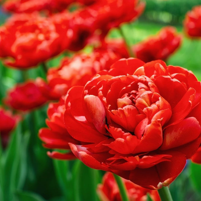 Cold-Treated Tulips - Abba - 10 bulbs p-pack
