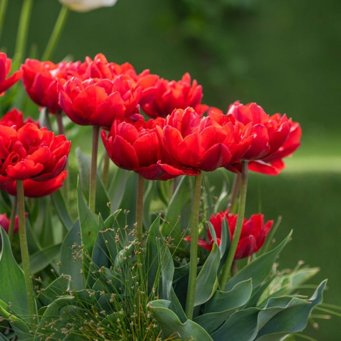 Cold-Treated Tulips - Abba - 10 bulbs p-pack