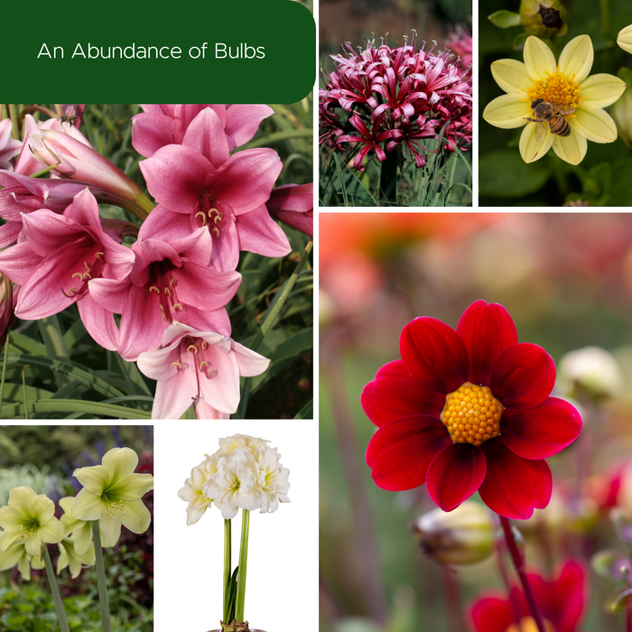 An Abundance of Bulbs - December