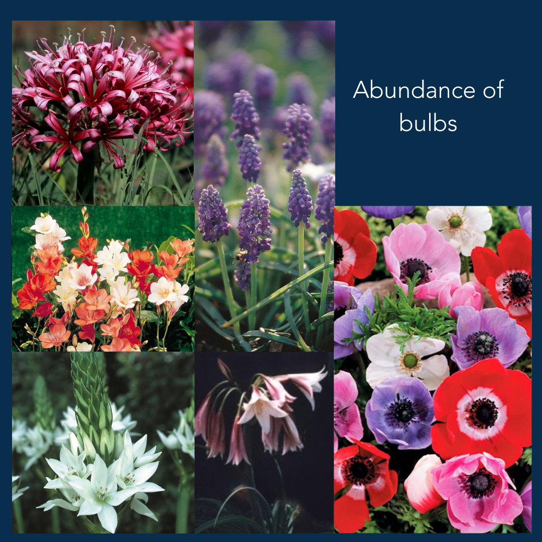 Bulb of the Month