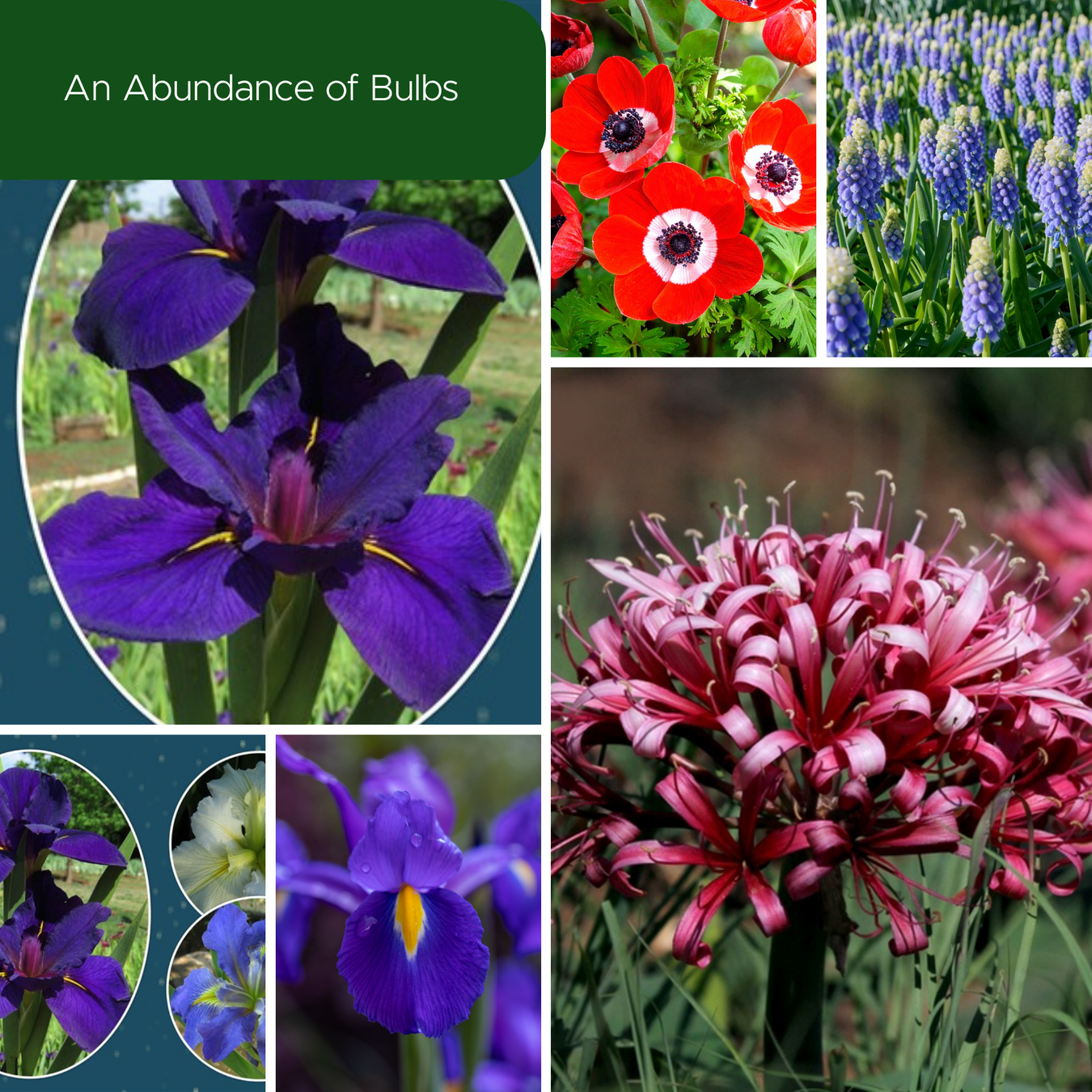 Bulb of the Month