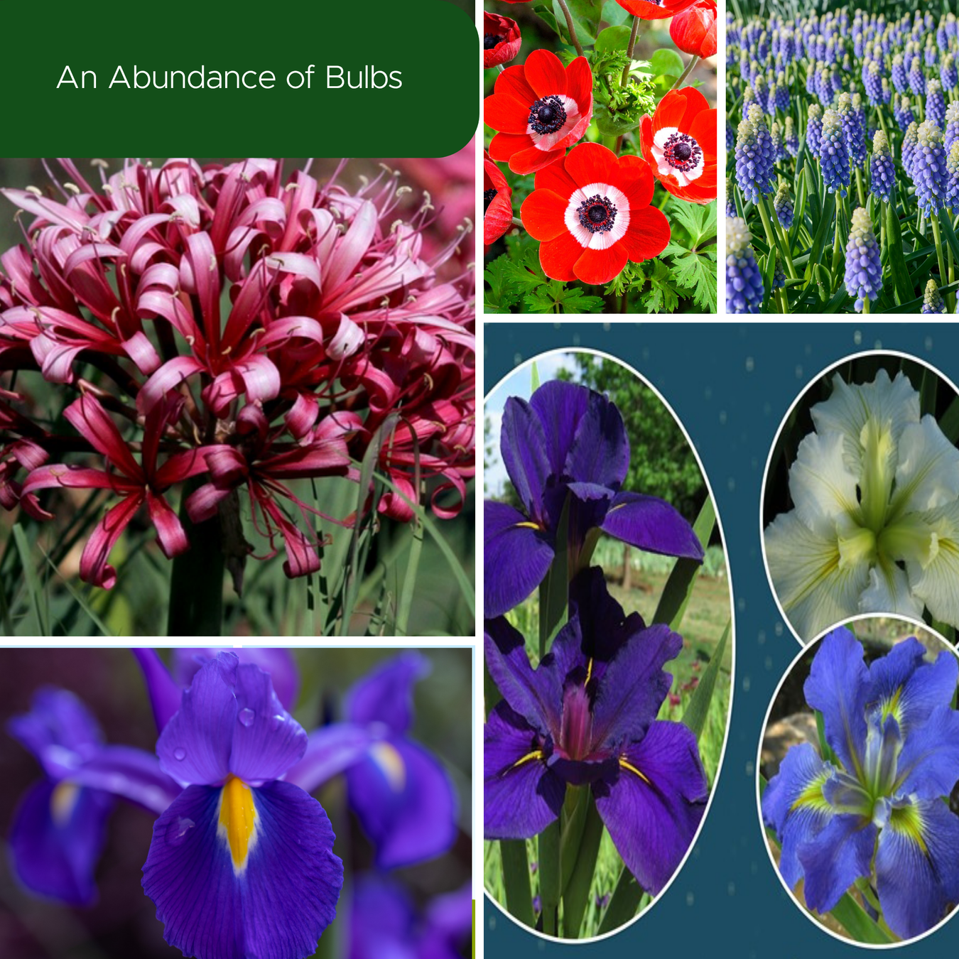 Bulb of the Month