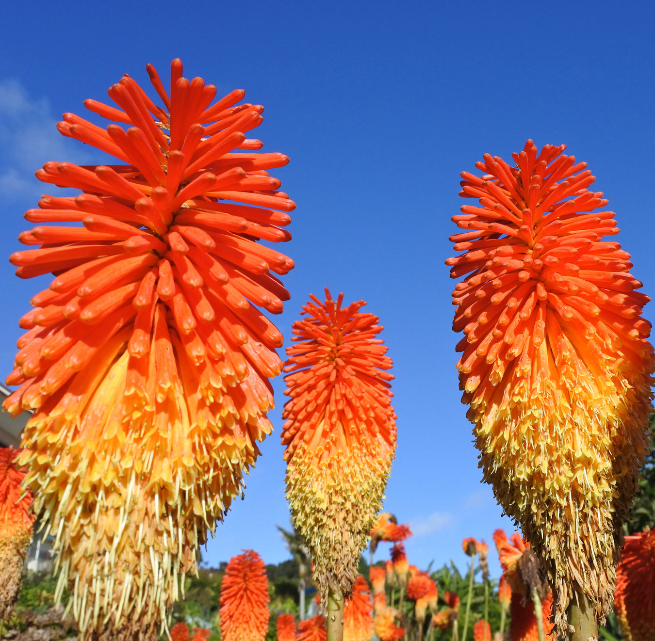 Kniphofia