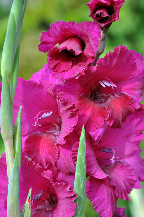 Gladioli - Natan - Fuchsia Pink - 10 bulbs p-pack