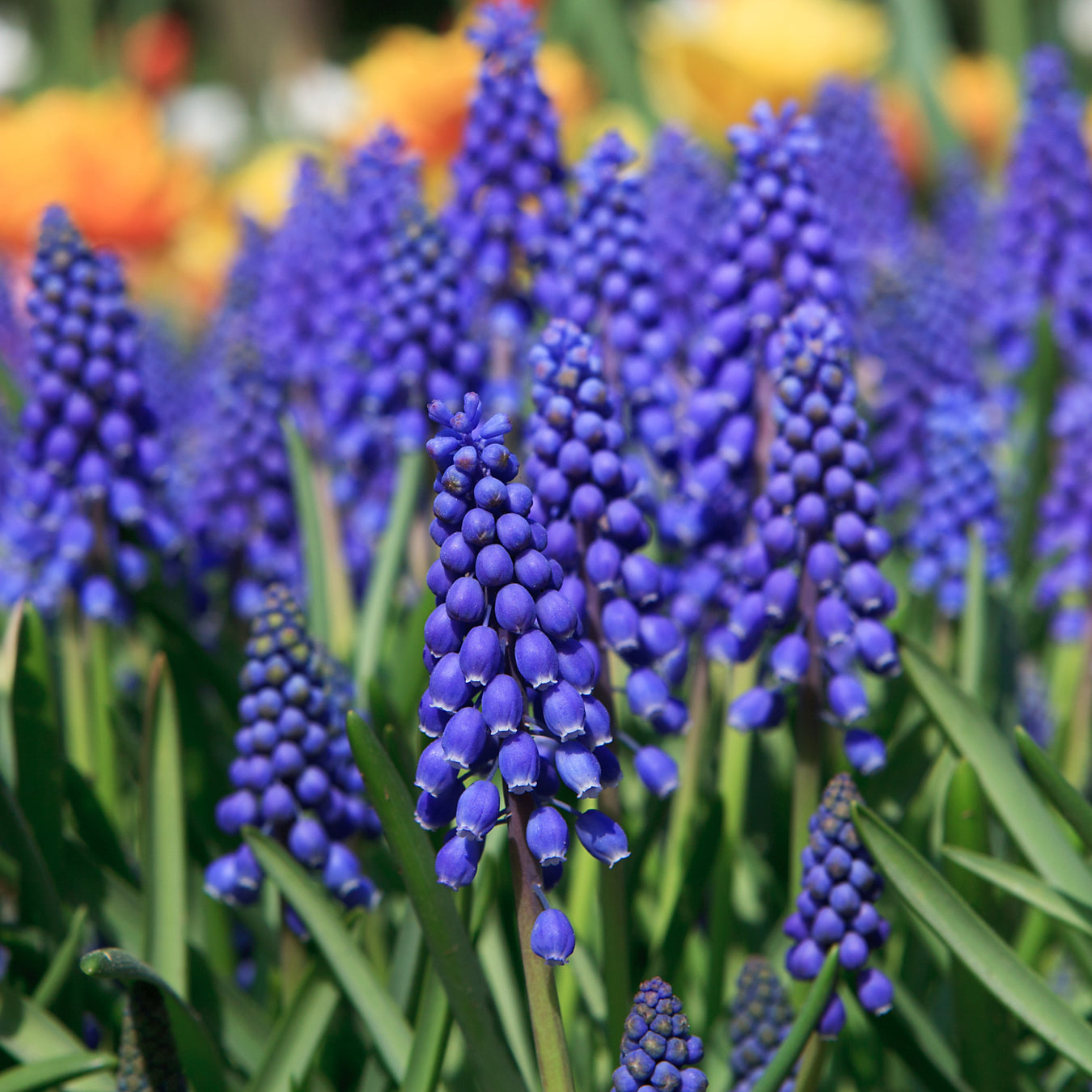 Muscari