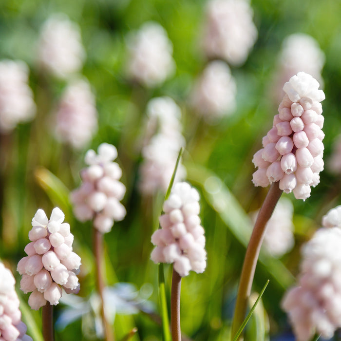Muscari - Pink Sunrise - 5 bulbs p-pack