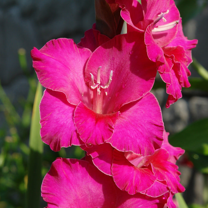 Gladioli - Natan - Fuchsia Pink - 10 bulbs p-pack