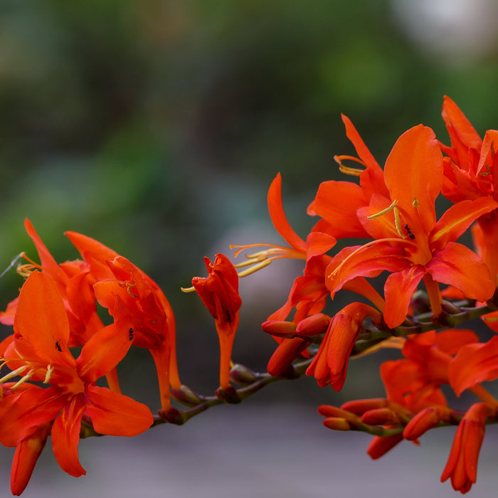 Tritonia 'Tangerine' - 25 bulbs p-pack