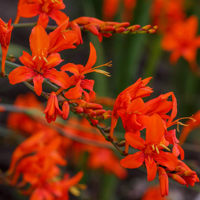 Tritonia 'Tangerine' - 25 bulbs p-pack