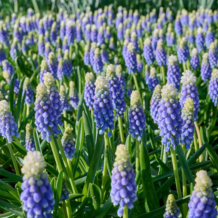 Muscari - Touch of Snow - 15 bulbs p-pack