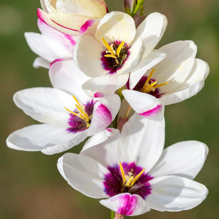 Ixia Giant - 25 bulbs p/pack