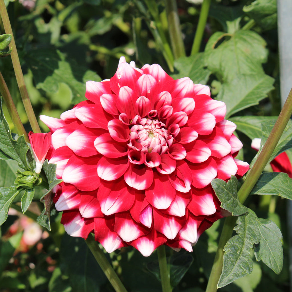 Hadeco.co.za, your blooming gardening journey starts here.