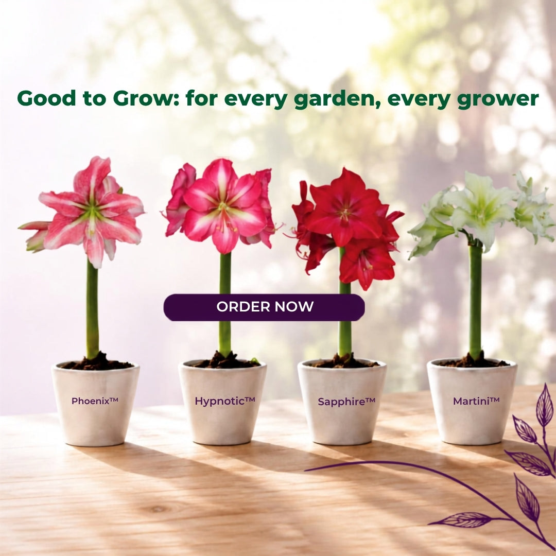 All Summer Bulbs