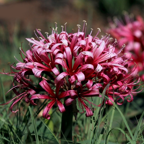 Ammocharis coranica - Karoo Lily - 2 bulbs p-pack