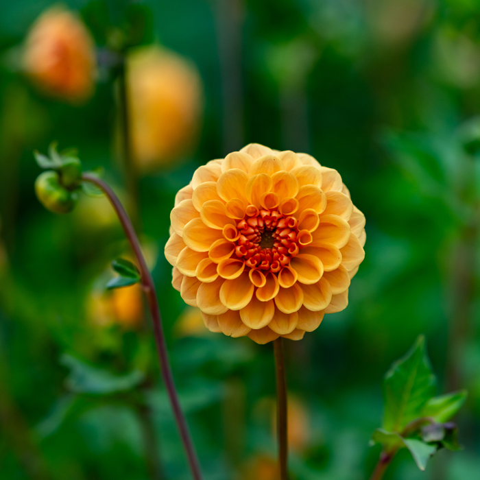 Dahlia Pompon - Amusing - 2 bulbs p-pack