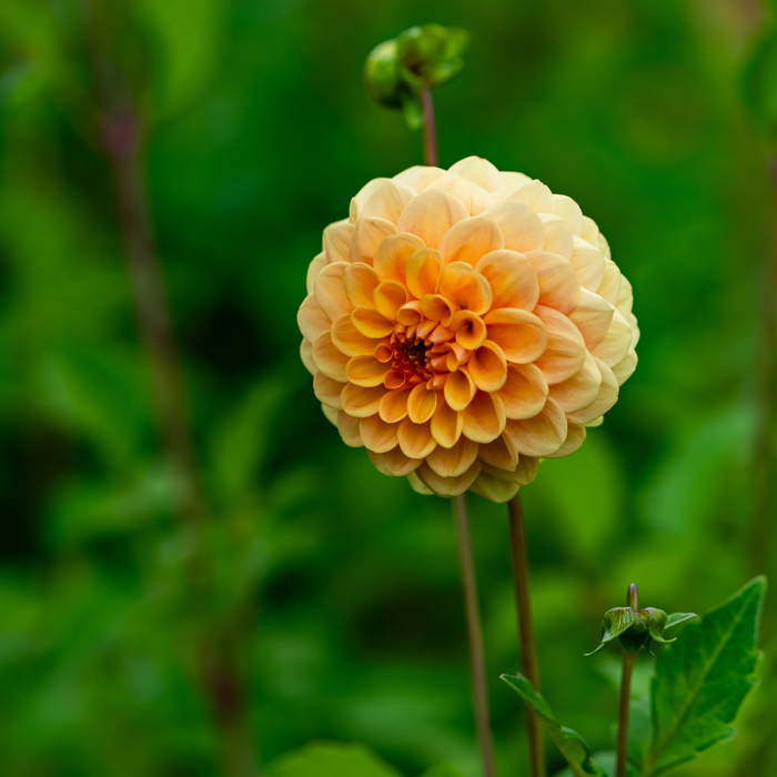 Dahlia Pompon - Amusing - 2 bulbs p-pack
