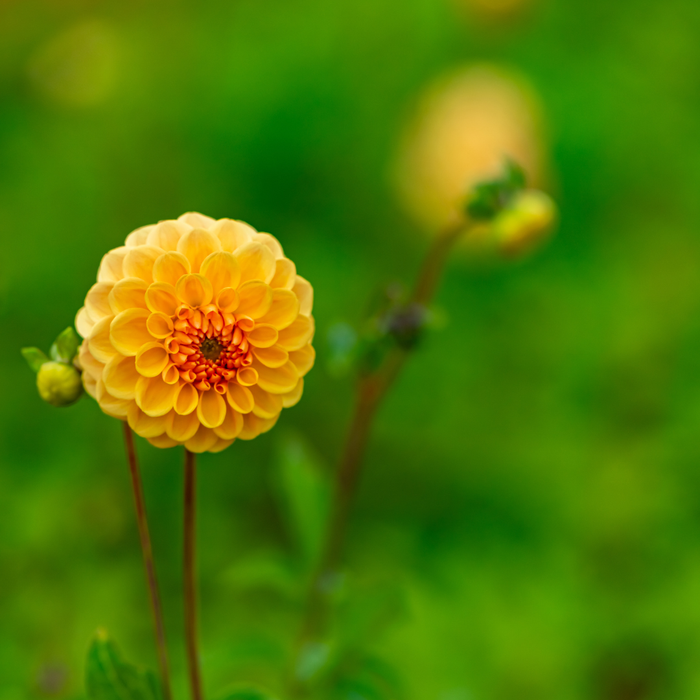 Dahlia Pompon - Amusing - 2 bulbs p-pack