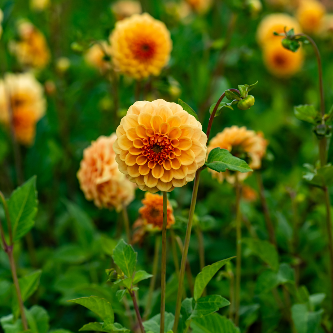 Dahlia — Hadeco.co.za