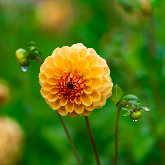 Dahlia Pompon - Amusing - 2 bulbs p-pack