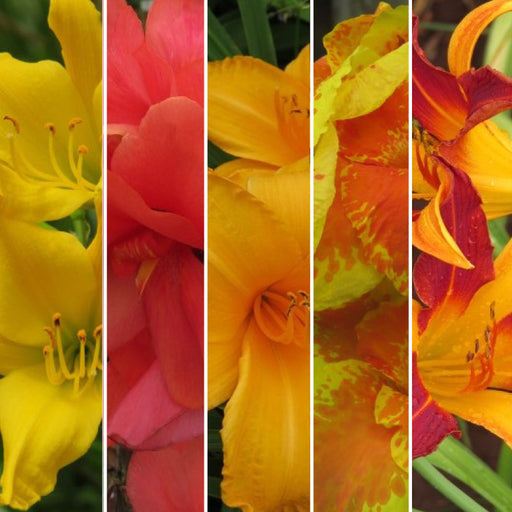 Bulb of the Month — Hadeco.co.za