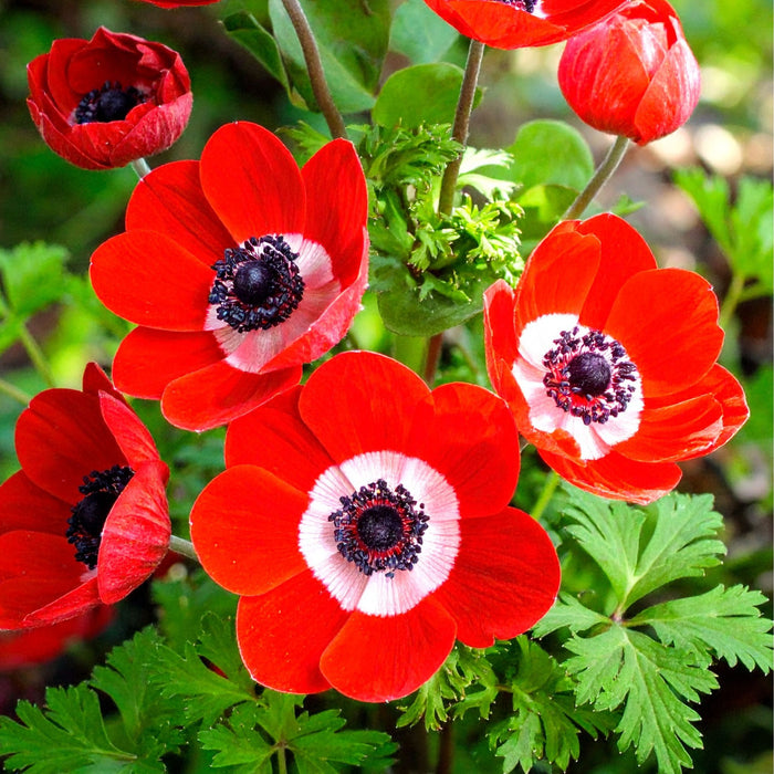 Anemone - Hollandia - 10 bulbs p/pack