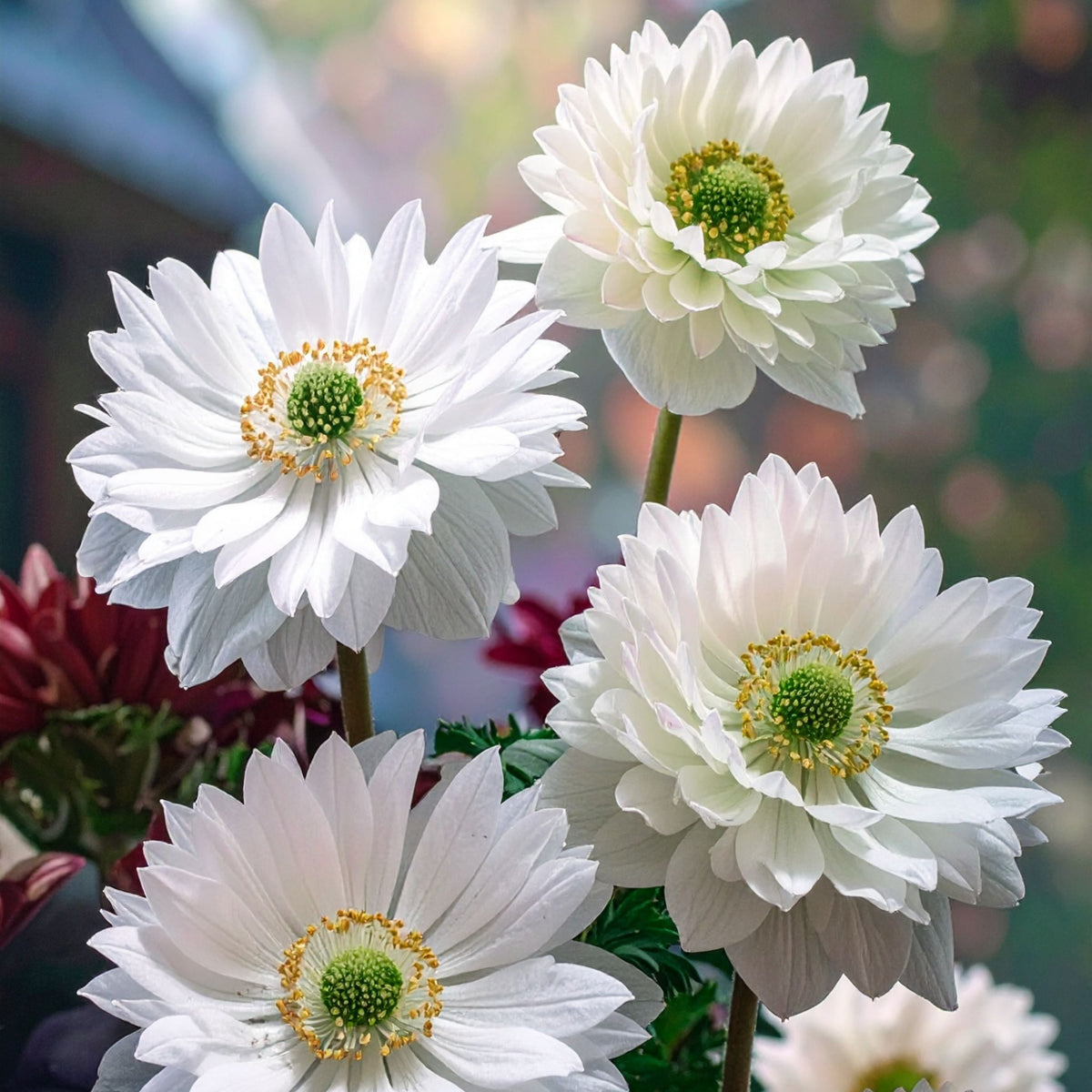 Anemone - Mount Everest - 10 bulbs p/pack — Hadeco.co.za