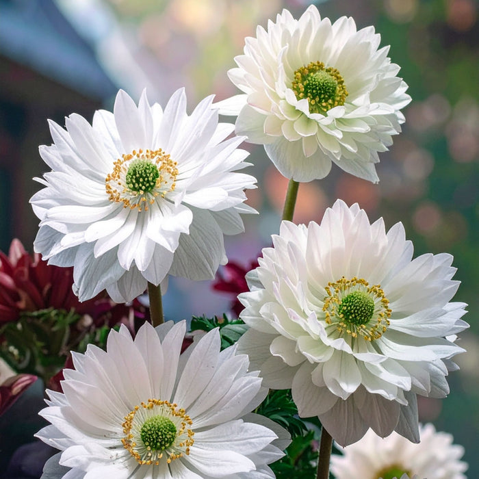 Anemone - Mount Everest - 10 bulbs p/pack