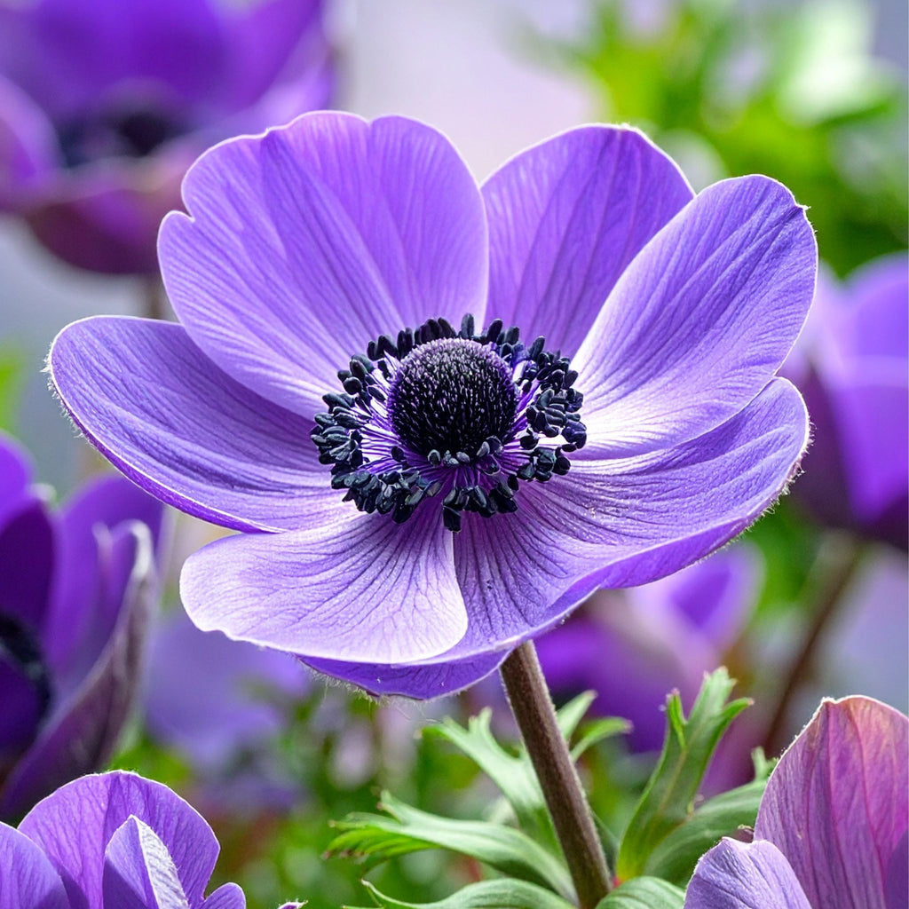 Anemone - Mr Fokker - 10 bulbs p/pack — Hadeco.co.za