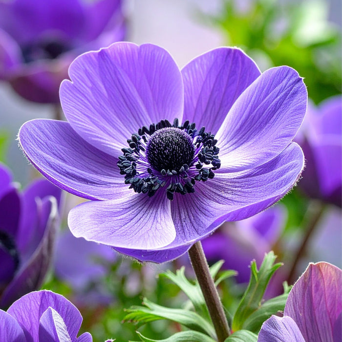 Anemone - Mr Fokker - 10 bulbs p/pack