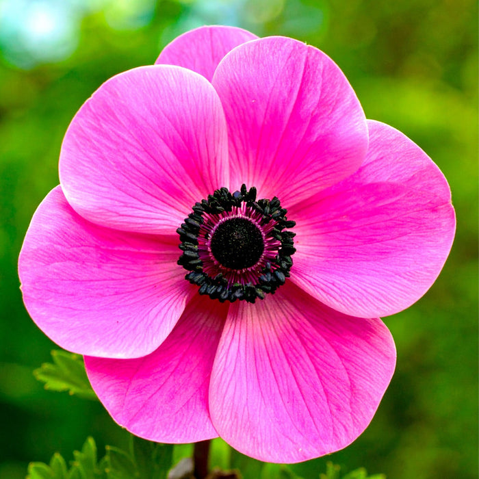 Anemone - Sylphide - 10 bulbs p/pack