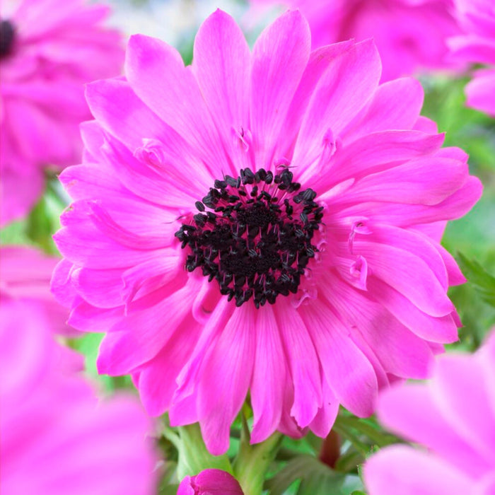 Anemone - The Admiral - 10 bulbs p/pack