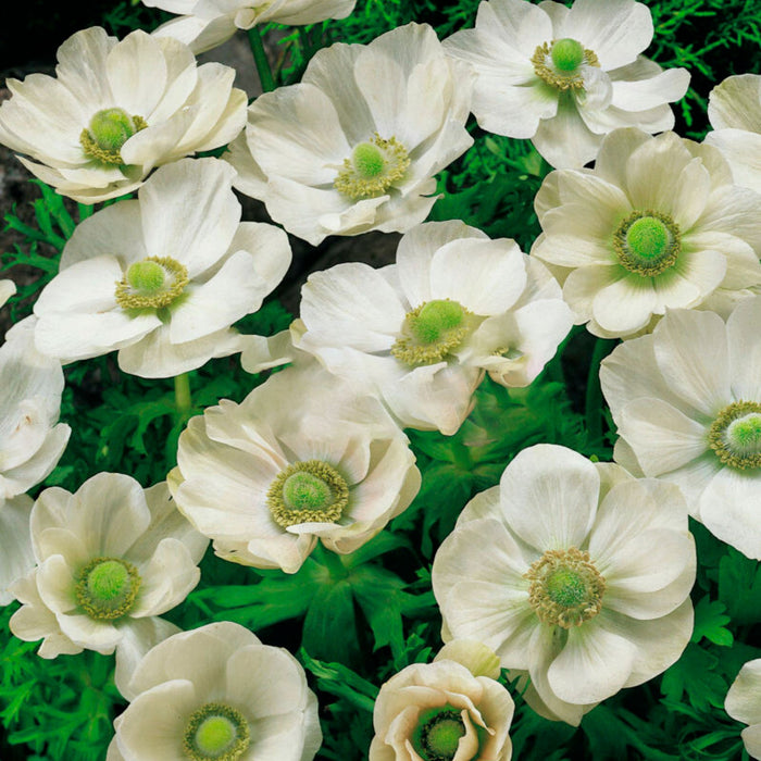 Anemone - The Bride - 10 bulbs p/pack