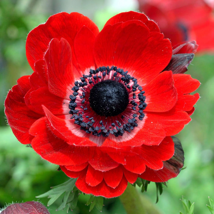 Anemone - The Governor - 10 bulbs p/pack