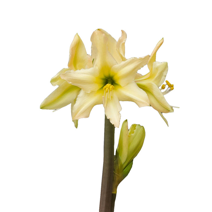 Amaryllis Sonatini - Aurora™ - 2 bulbs p-pack