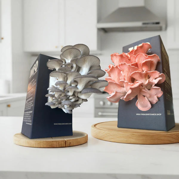 Summer grower - Pink Oyster Mushroom Box