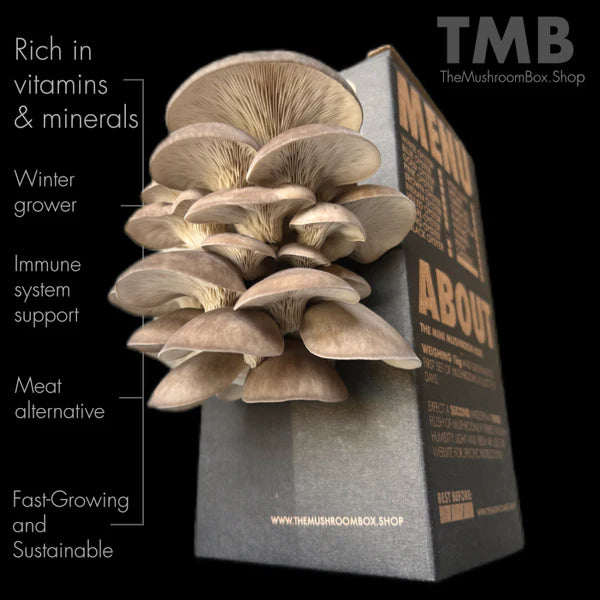Immune Booster - Black Pearl Oyster Mushroom Box
