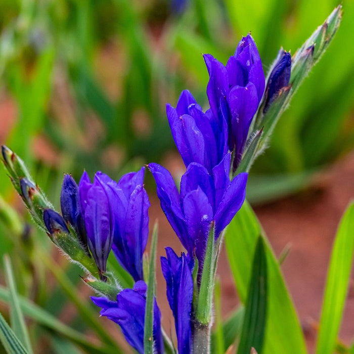 Babiana - Mixed - 100 bulbs p-pack