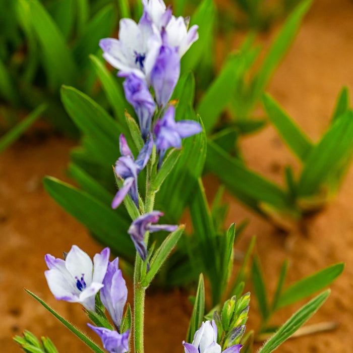 Babiana - Mixed - 100 bulbs p-pack