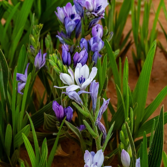 Babiana - Mixed - 100 bulbs p-pack