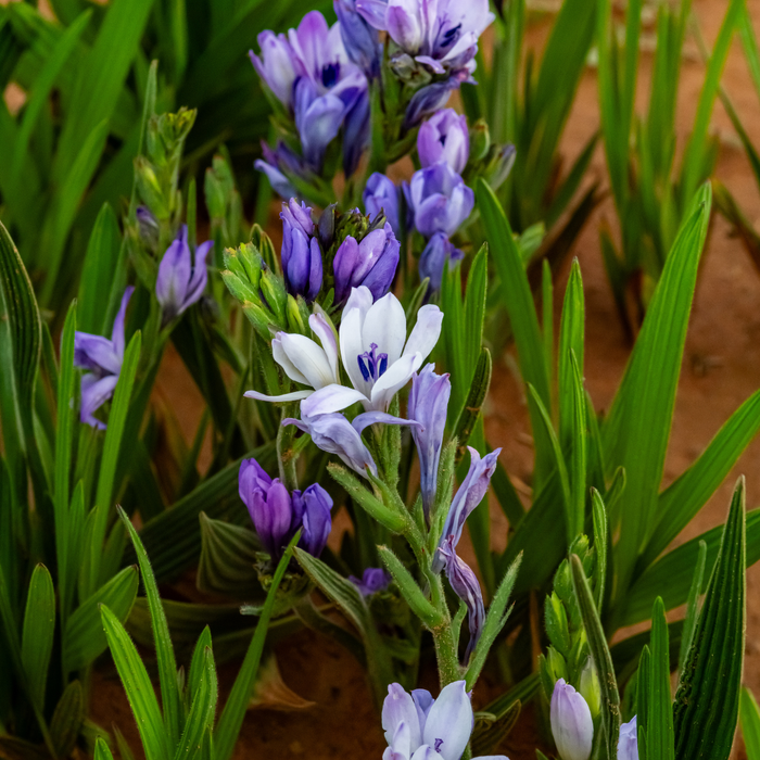 Babiana - Mixed - 25 bulbs p-pack