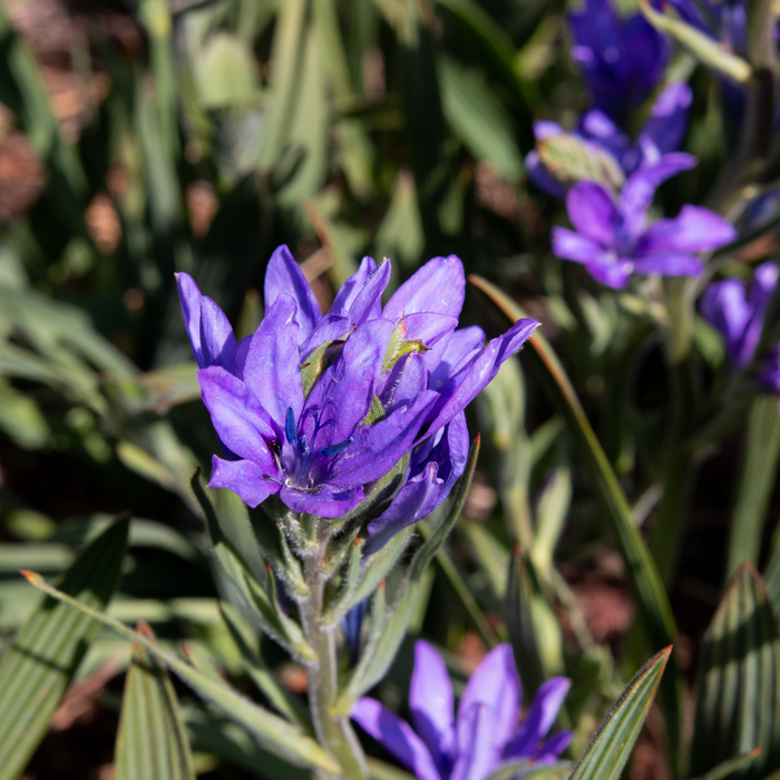 Babiana - Mixed - 25 bulbs p-pack