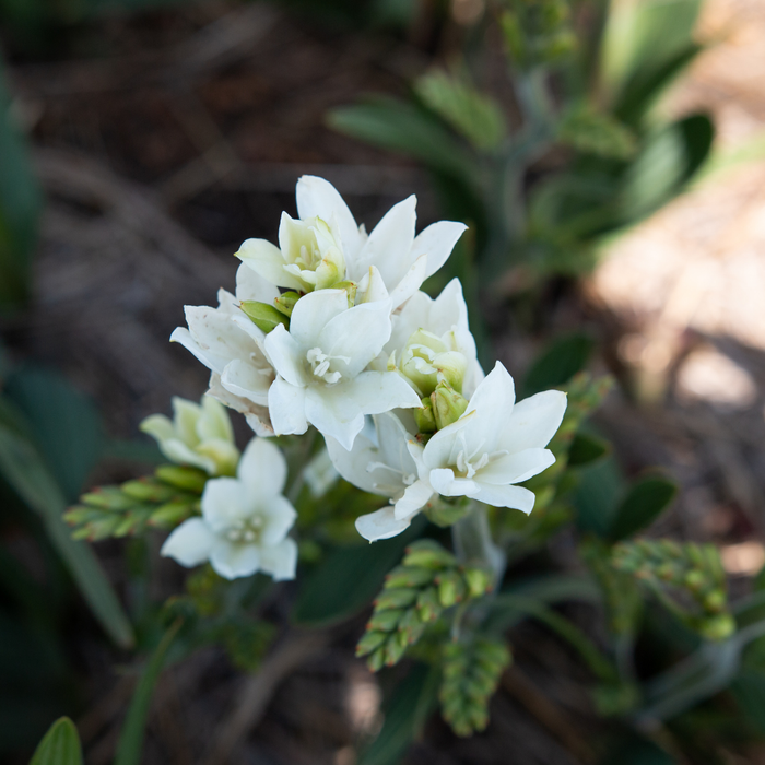 Babiana - Mixed - 25 bulbs p-pack