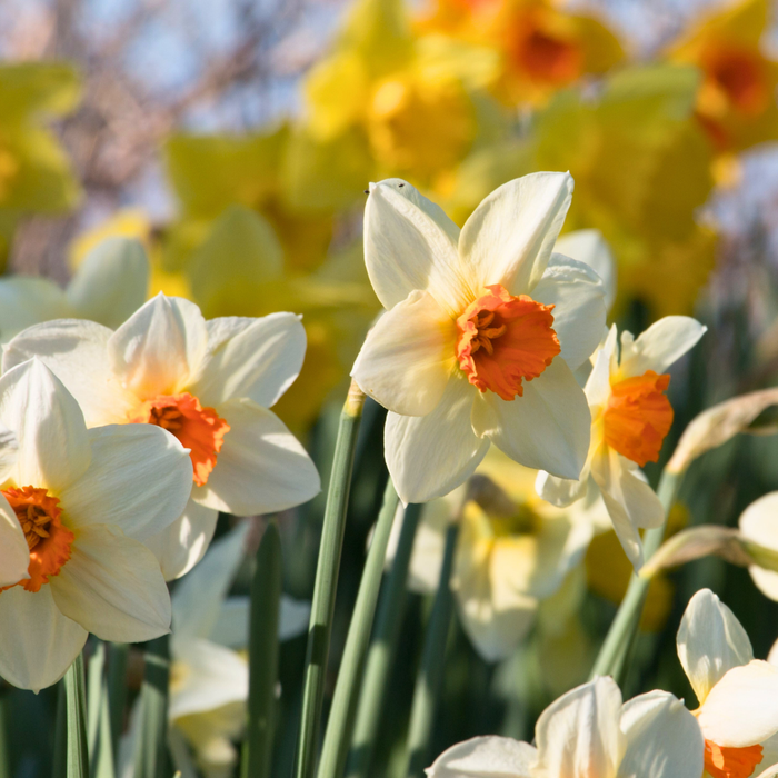 Narcissus (daffodil) - Barret Browning - 5 bulbs p-pack