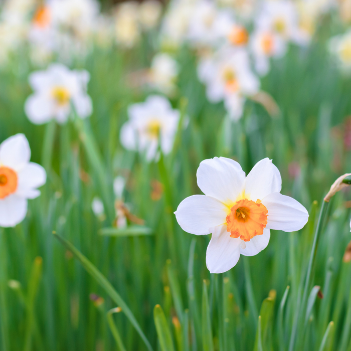 Narcissus (daffodil) - Barret Browning - 5 bulbs p-pack
