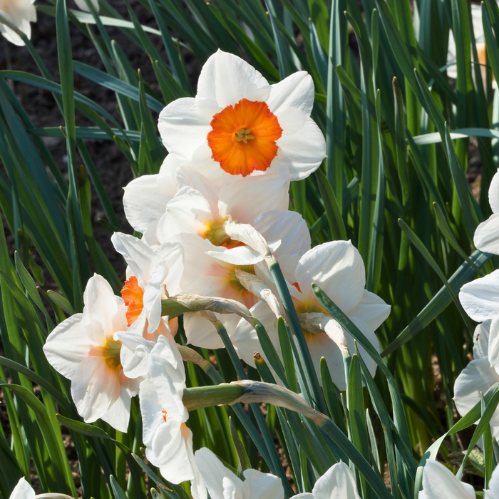 Narcissus (daffodil) - Barret Browning - 5 bulbs p-pack