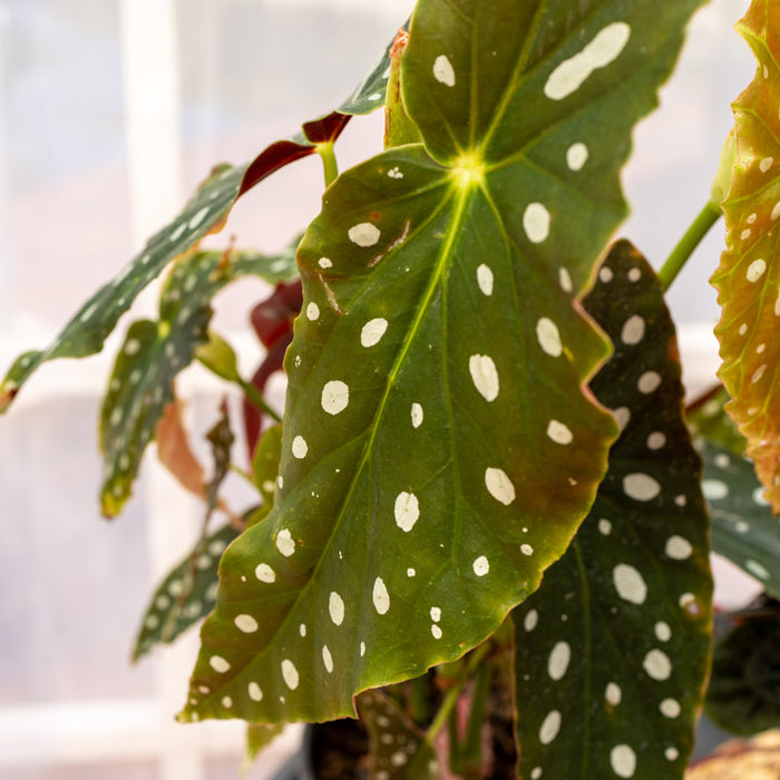 ‘Polka Dot’ Begonia - 15cm pot