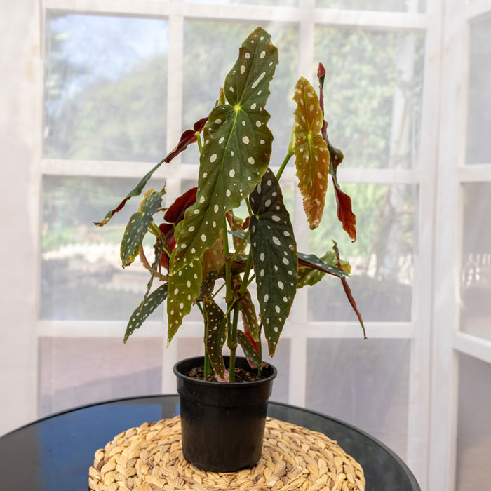 ‘Polka Dot’ Begonia - 15cm pot